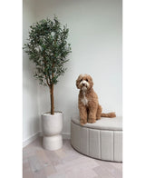 Een pluizige, lichtbruine hond zit op een beige gestoffeerde bank naast de Kunst olijfboom UV 180 cm met groene bladeren, tegen een witte muur en lichthouten vloer.