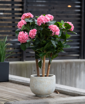 La Hortensia Artificial UV 85 cm rosa, con múltiples tallos con racimos de flores de hortensias de color rosa brillante y hojas verdes, se coloca afuera sobre una superficie de madera cerca de una cerca moderna.
