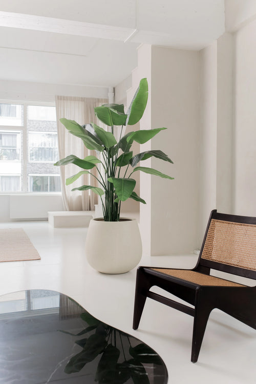 La Planta Artificial Strelitzia Real Touch Deluxe 180 cm se alza sobre un suelo blanco en un salón luminoso y minimalista con paredes blancas, ventanas transparentes y una silla de madera oscura con asiento y respaldo tejidos.