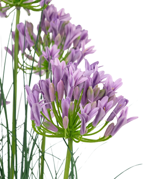 Césped artificial púrpura Agapanthus hierba cebolla maceta 90cm ignífugo