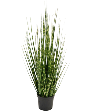 Kunsgrass Cebollino cebra rama 56 cm ignífugo