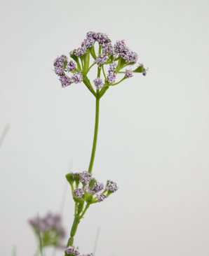 Césped artificial Flor puerro Cebolla Hierba maceta 100cm ignífugo