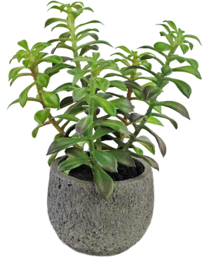 Suculenta artificial en maceta ornamental 25 cm