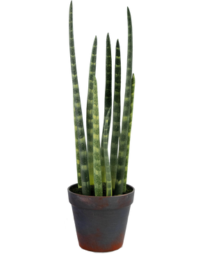 Sansevieria Artificial Cylindrica 43 cm