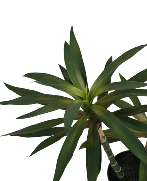 Planta artificial Yucca gigantea 53 cm