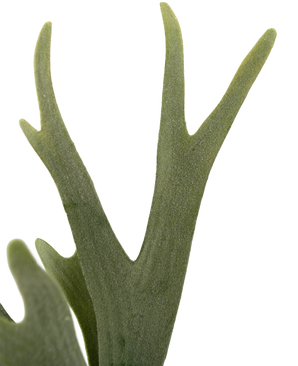 Planta artificial Helecho Staghorn 43 cm