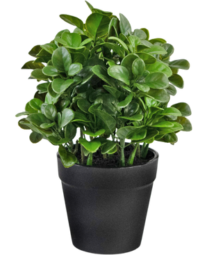 Planta artificial Peperomia 20 cm