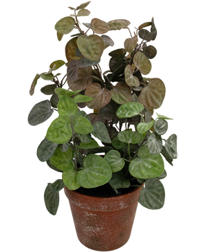 Planta artificial Peperomia 35 cm