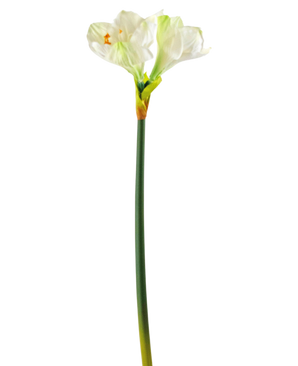 Ramo de flor artificial Amarilis blanco 66 cm