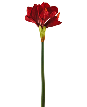Ramo de flor artificial Amarilis rojo 66 cm