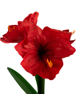 Ramo de flor artificial Amarilis rojo 48 cm