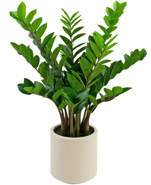 Planta artificial Zamioculcas lista en maceta beige 80 cm