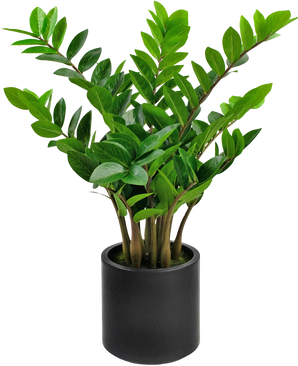 Planta artificial Zamioculcas lista en maceta negra 80 cm