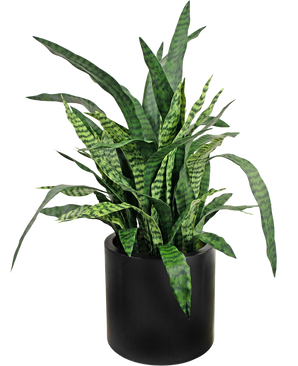 Sansevieria Zylanica artificial 43 cm lista para usar en maceta negra