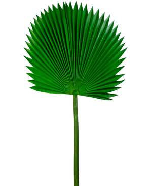 Hoja artificial Washingtonia 105cm