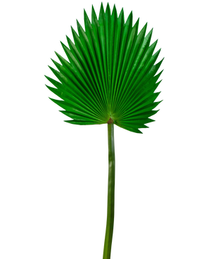 Hoja artificial Washingtonia 83cm