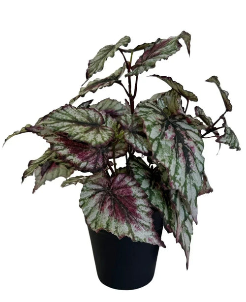 La planta de Begonia Artificial en maceta de 25 cm tiene hojas grandes y dentadas en tonos verdes, blancos y rojos intensos, preciosas sobre un fondo blanco liso.