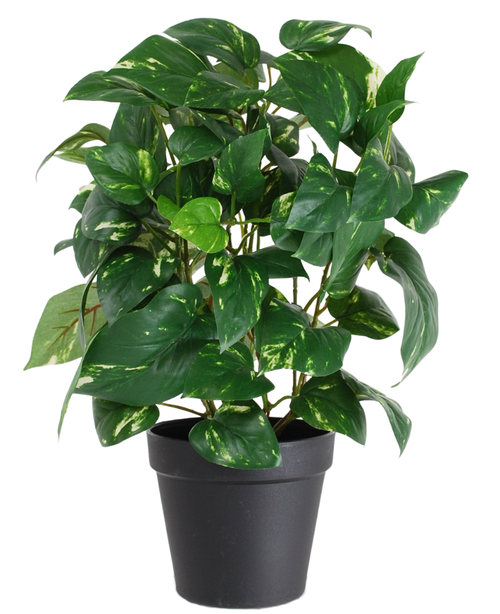 La Planta Artificial Vid Dorada en Maceta 40cm tiene hojas en forma de corazón de color verde con tonalidades amarillas, presentadas en una elegante maceta de color negro y sobre un fondo blanco.
