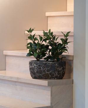 El laurel artificial en maceta UV de 43 cm, con sus hojas de color verde oscuro, se encuentra sobre una escalera de madera clara junto a una pared beige.