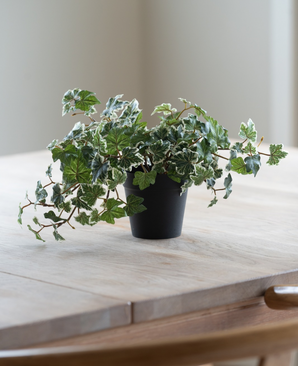 La hiedra artificial Deluxe verde-blanca en una maceta de 22 cm (UV), con exuberantes hojas verdes y blancas, se encuentra sobre una mesa de madera clara, mientras que una suave luz natural entra desde la izquierda.