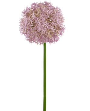 Allium Flor de Cebolla grande 80 cm morado