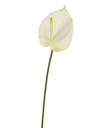 Anturio artificial 68 cm blanco