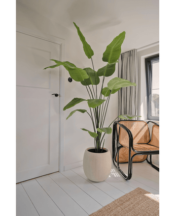 Ave del Paraiso Planta artificial Strelitzia 180 cm tacto real