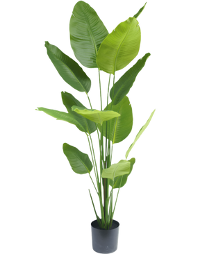 Ave del Paraiso Planta artificial Strelitzia 180 cm tacto real