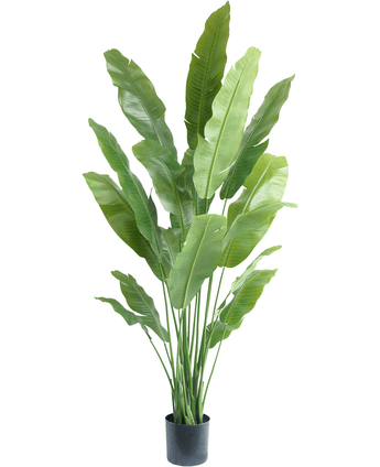 Ave del Paraiso Planta artificial Strelitzia Nicolai Deluxe 195 cm