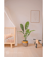 Ave del Paraiso Planta artificial Strelitzia Nicolai Deluxe 120 cm