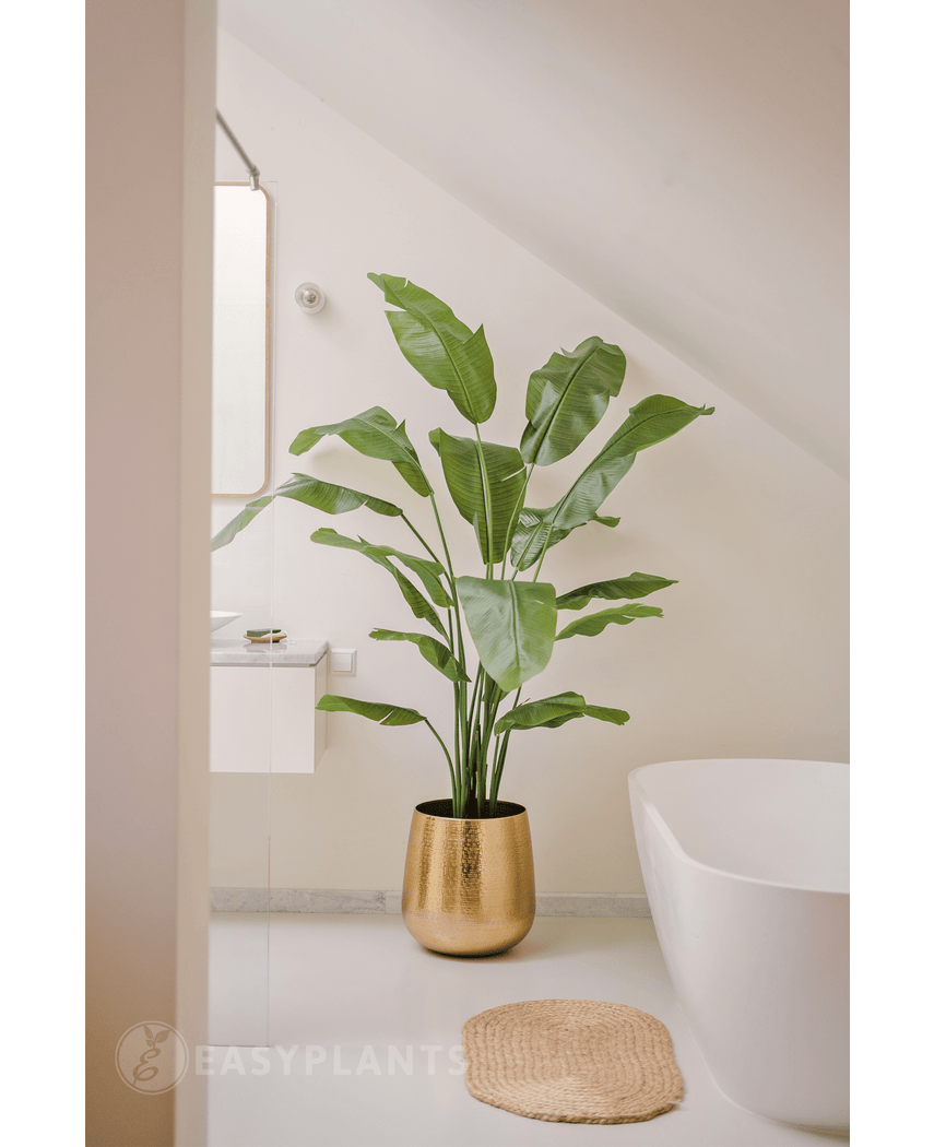 Ave del Paraiso Planta artificial Strelitzia Nicolai Deluxe 185 cm