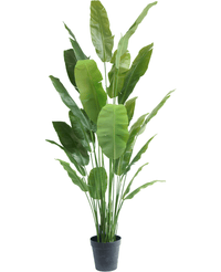 Ave del Paraiso Planta artificial Strelitzia Nicolai Deluxe 235 cm