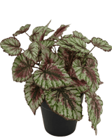 Begonia artificial en maceta 35cm