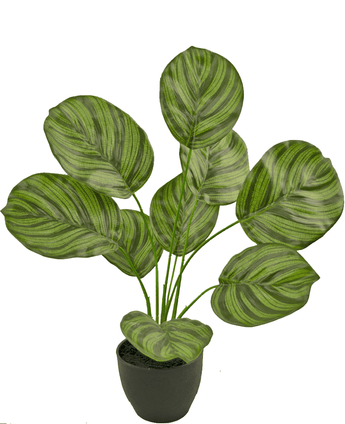 Calathea artificial 48 cm