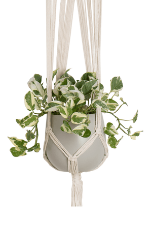 Cuerda Colgante para plantas Macramé Pared Blanco Ø13 x H110 cm