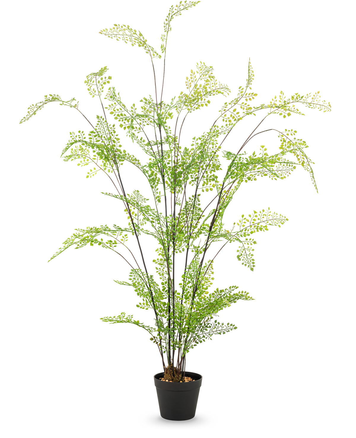 El helecho artificial de 120 cm tiene tallos largos y delgados y hojas pequeñas y finas de color verde, elegantemente dispuestas en una maceta sobre un fondo blanco liso: una planta de interior ideal y de fácil cuidado para su interior.