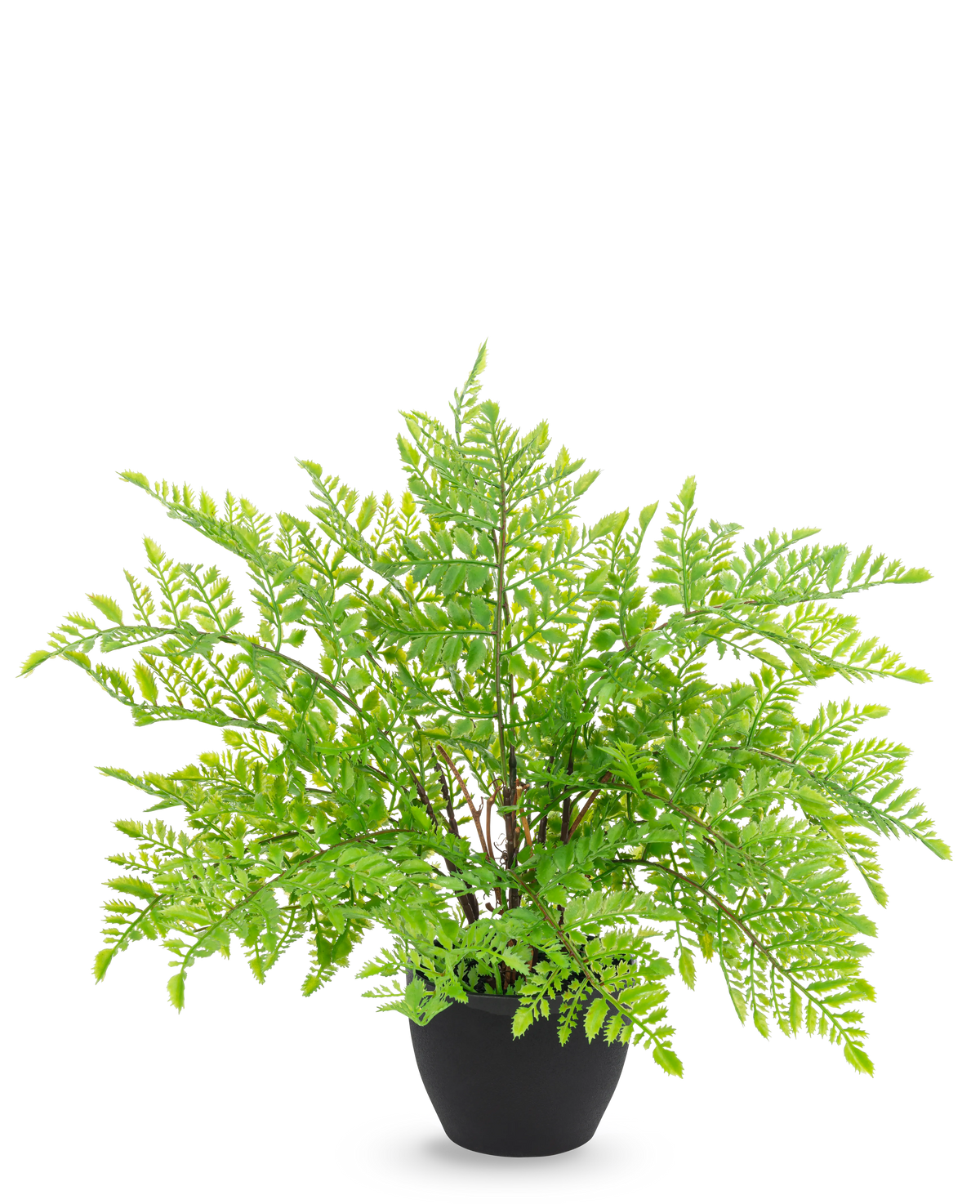 El helecho artificial de 35 cm en maceta decorativa negra tiene hojas de helecho realistas y de un verde claro como una pluma en una elegante maceta decorativa negra, sobre un elegante fondo blanco.