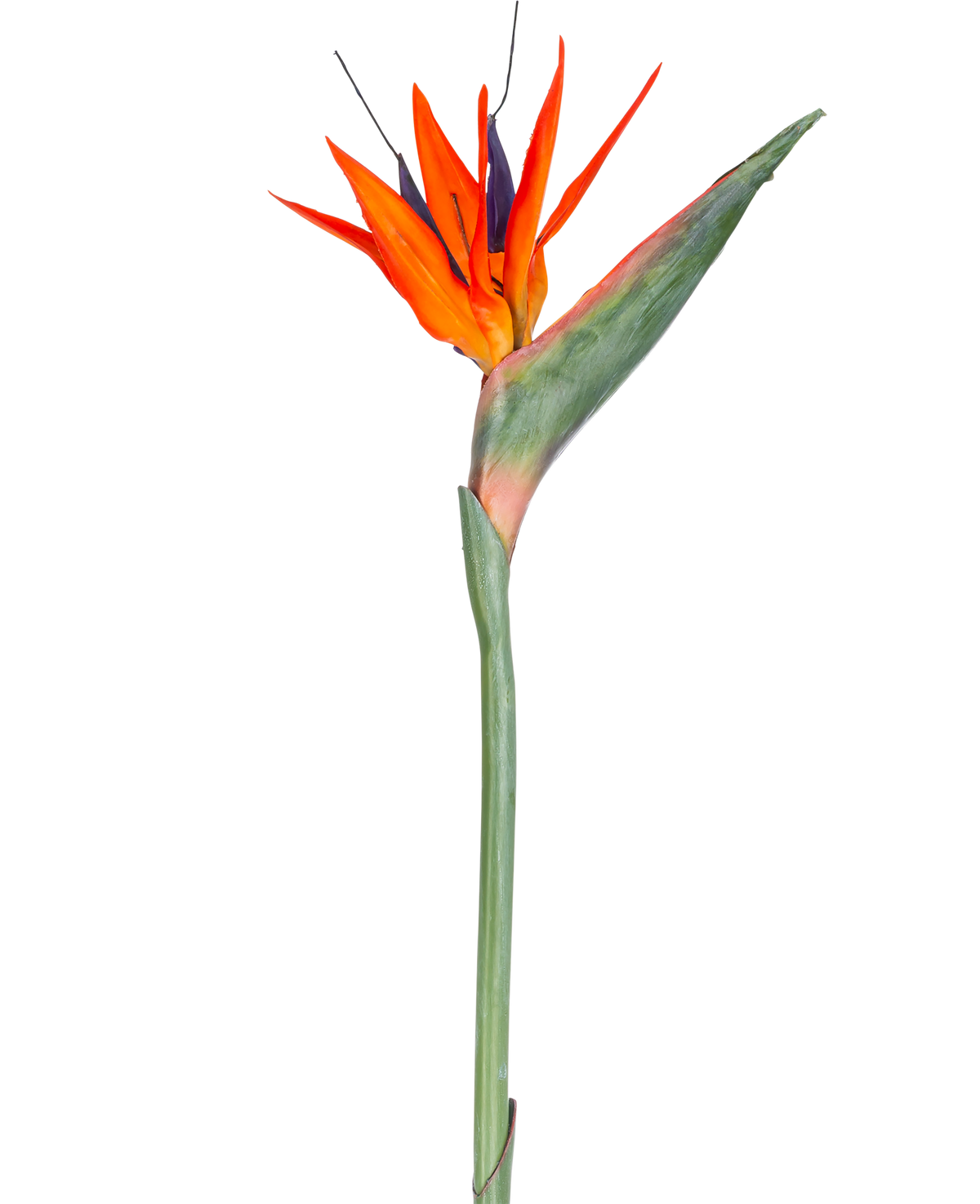 La flor artificial Strelitzia de 86 cm rojo/morado tiene vibrantes pétalos de color rojo y violeta sobre un largo tallo verde y se presenta como una única flor artificial que no requiere mantenimiento y está aislada sobre un fondo blanco.