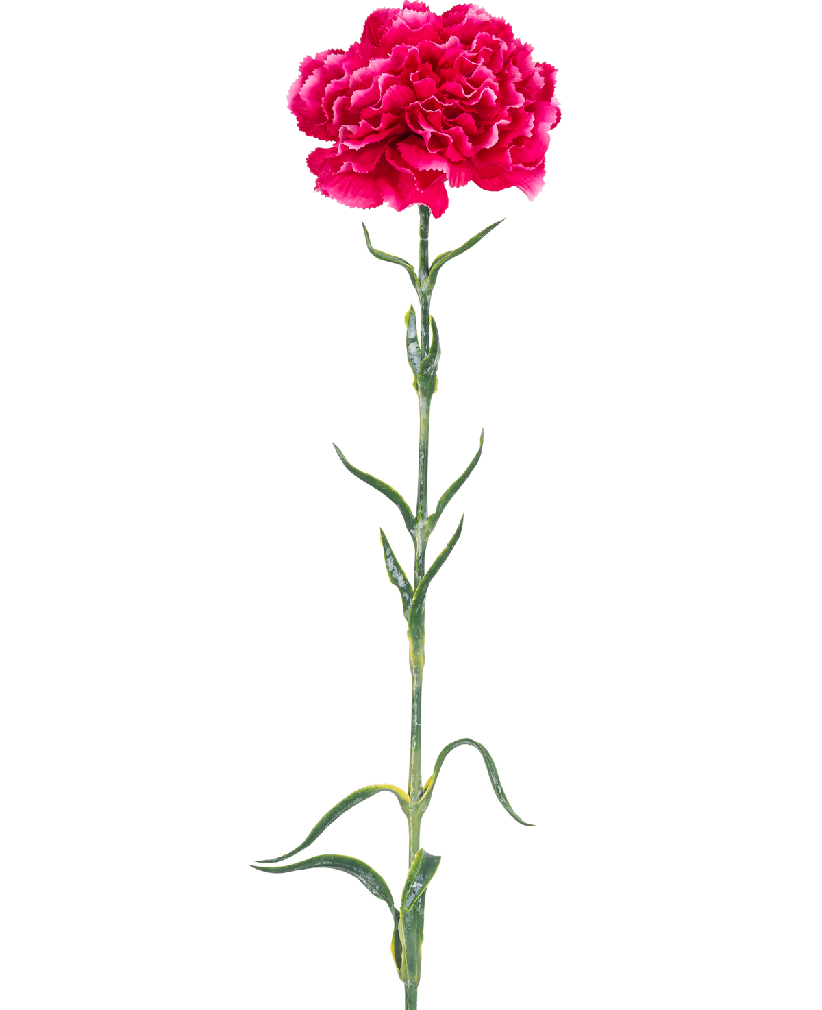 El clavel floral artificial de 69 cm de color rosa duro tiene un único clavel rosa brillante con volantes en los pétalos, un largo tallo verde y hojas delgadas sobre un fondo blanco liso.