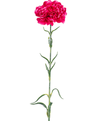 Ramo de flor artificial Clavel 69 cm rosa duro