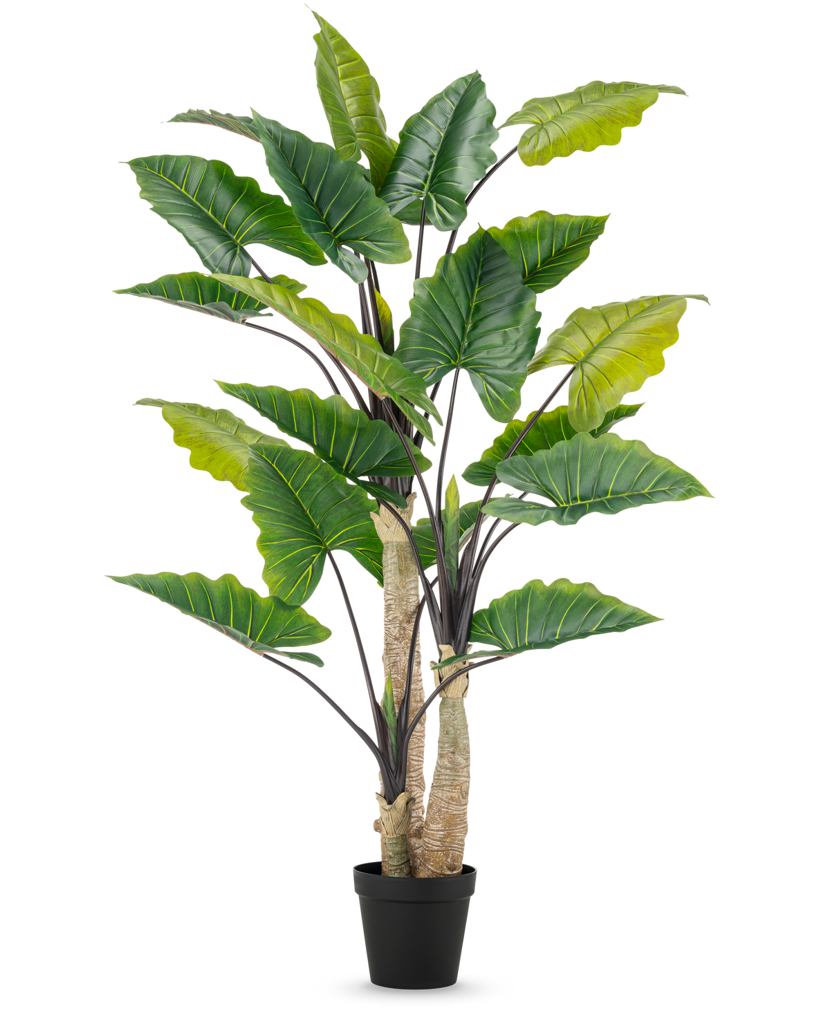 La Planta Artificial Alocasia 240 cm es una planta artificial alta con grandes hojas verdes y varios tallos en una maceta negra, sobre un fondo liso blanco.
