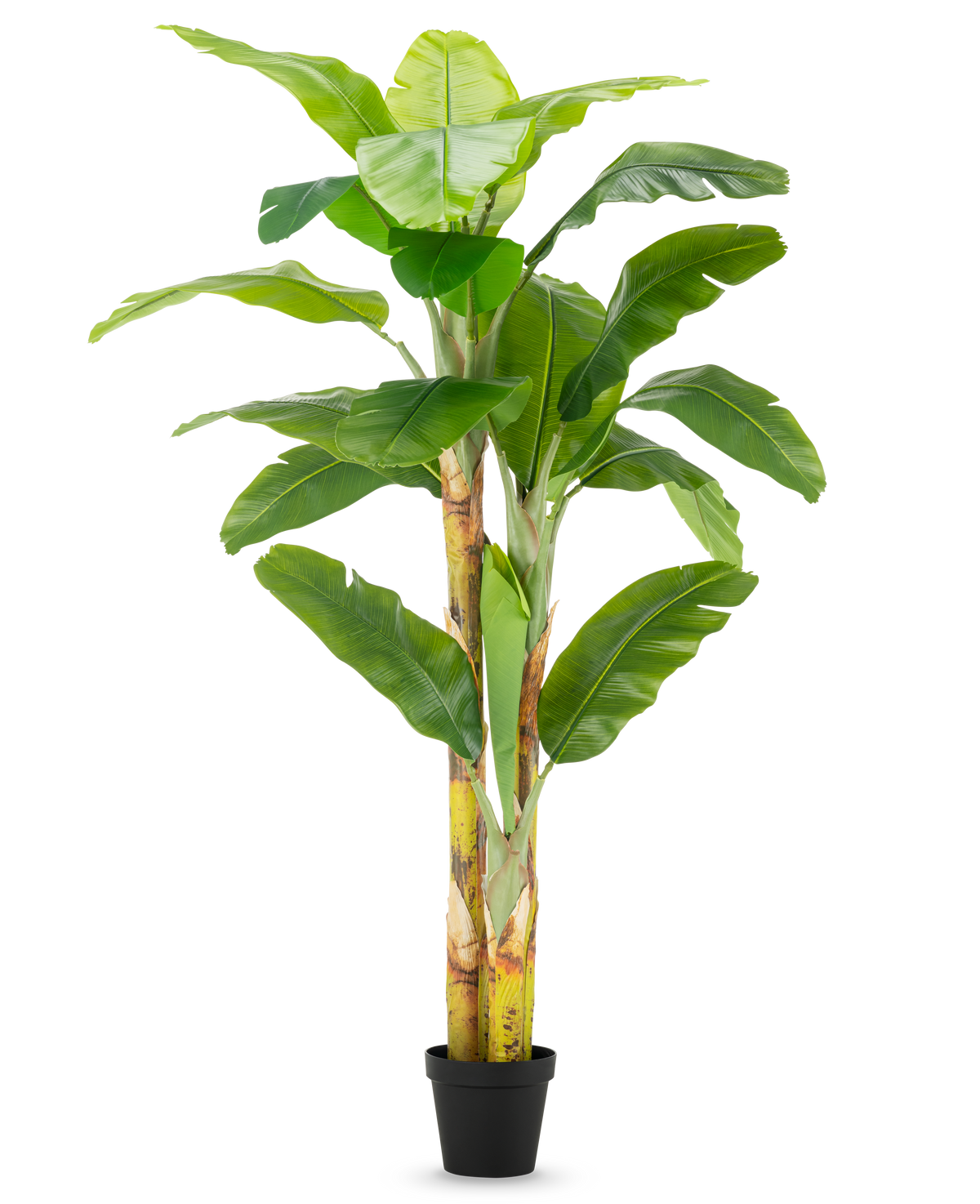 El plátano artificial de 230 cm tiene tallos altos y robustos con hojas anchas de color verde, en una sencilla maceta negra sobre un fondo blanco.