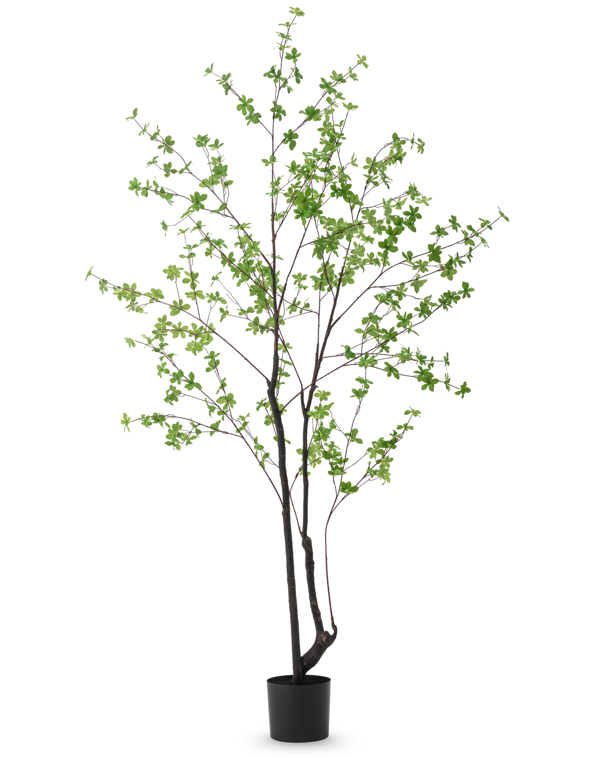 La Planta Artificial Enkianthus 210 cm tiene un diseño alto y esbelto con tallos oscuros y ramas decoradas con pequeñas hojas de color verde claro, sobre un fondo liso blanco.