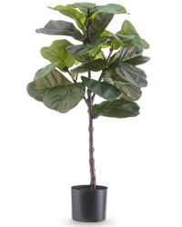 Ficus Tabaco Planta Deluxe 90 cm