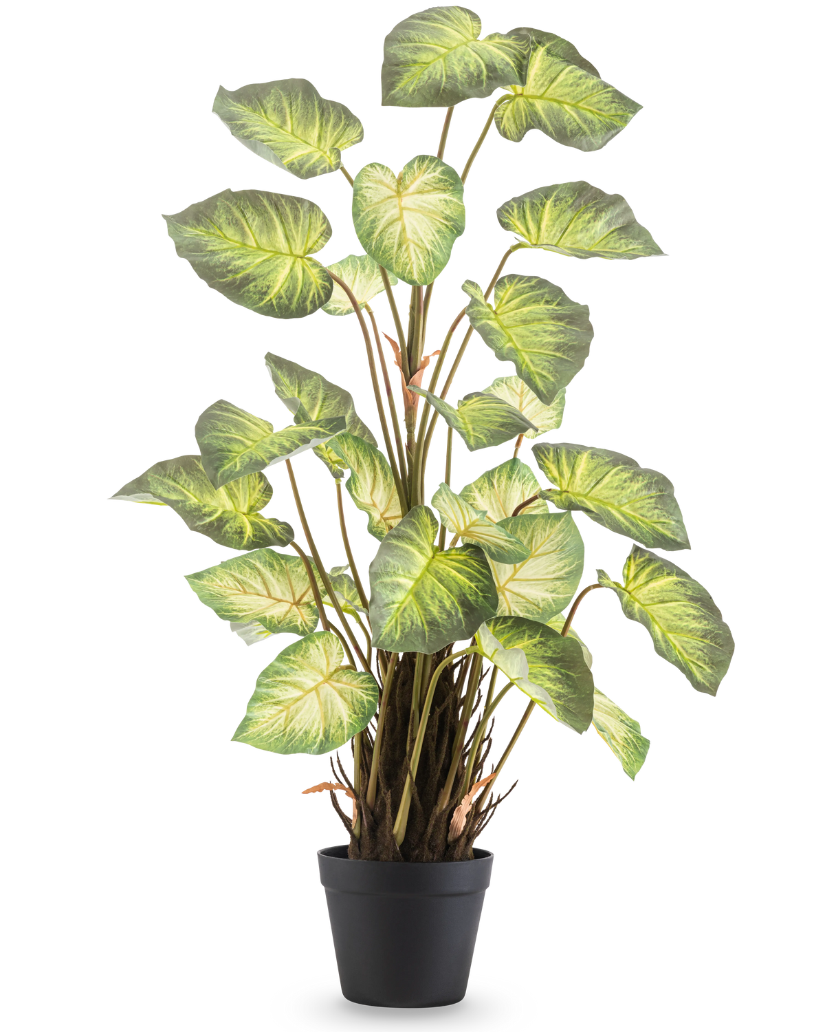 La Planta Artificial Alocasia Odora 90 cm tiene hojas grandes, verdes, en forma de corazón y múltiples tallos en una sencilla maceta negra, sobre un fondo blanco liso.