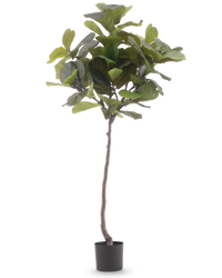 Ficus Planta de Tabaco Deluxe 180 cm