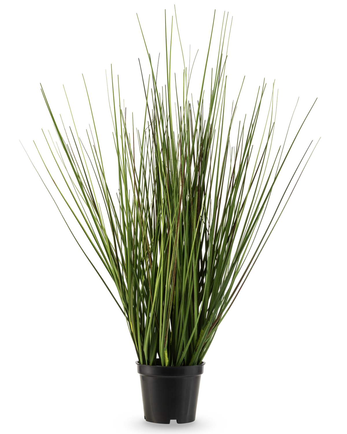 La planta de césped artificial Cebolla ignífuga de 50 cm tiene tallos verdes largos y estrechos que crecen erguidos y se estrechan ligeramente en una pequeña maceta de plástico negro, sobre un fondo blanco liso.