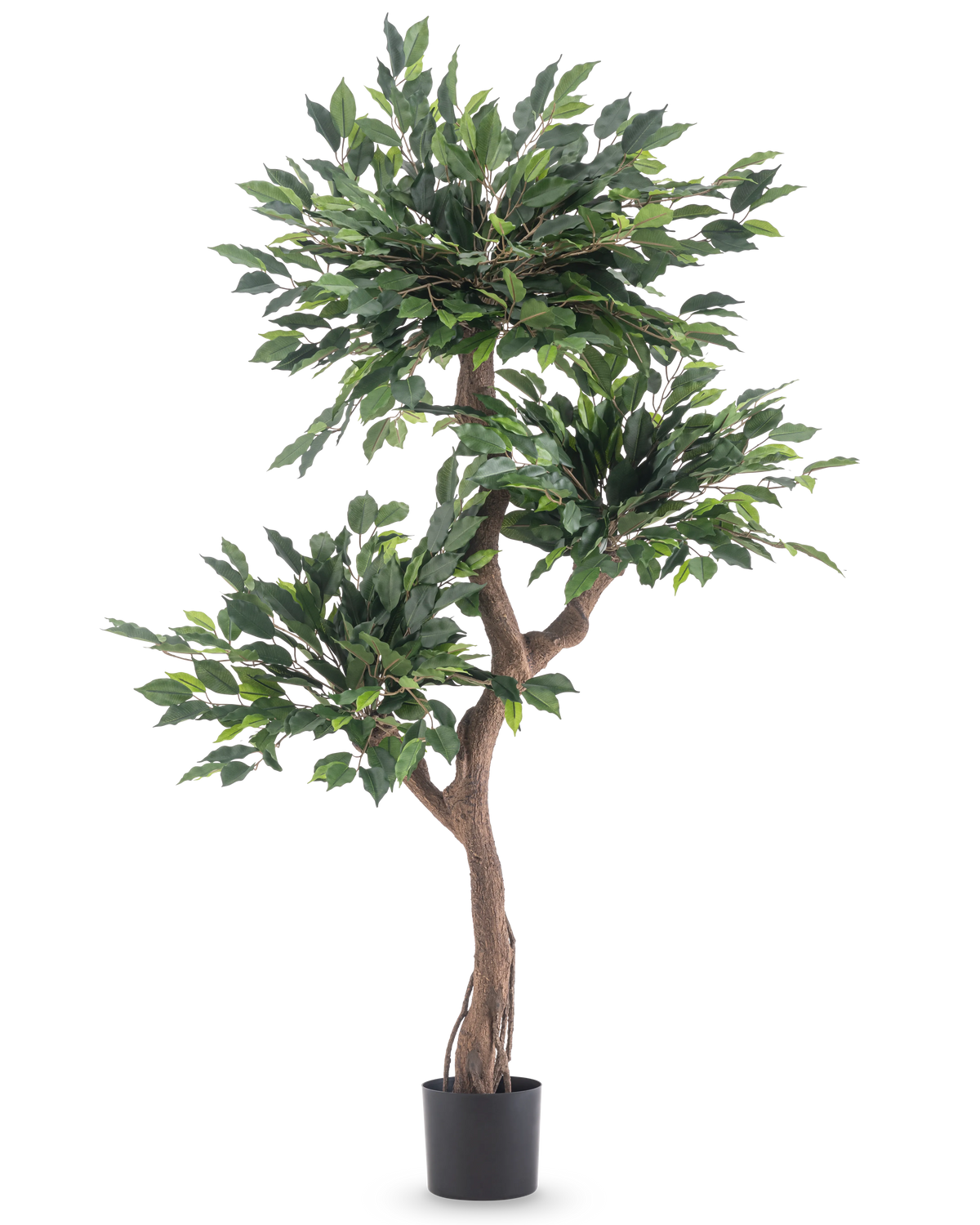 La Planta Artificial Ficus Crazy 150 cm es un árbol artificial alto con tres manojos de densas hojas verdes y un tronco retorcido de color marrón, en una sencilla maceta negra sobre un fondo blanco.