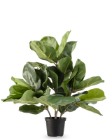 De Kunstplant Tabaksplant Fiddle Leaf UV 45 cm heeft grote, glanzende groene bladeren en dikke stelen in een zwarte plastic pot, tegen een effen witte achtergrond.