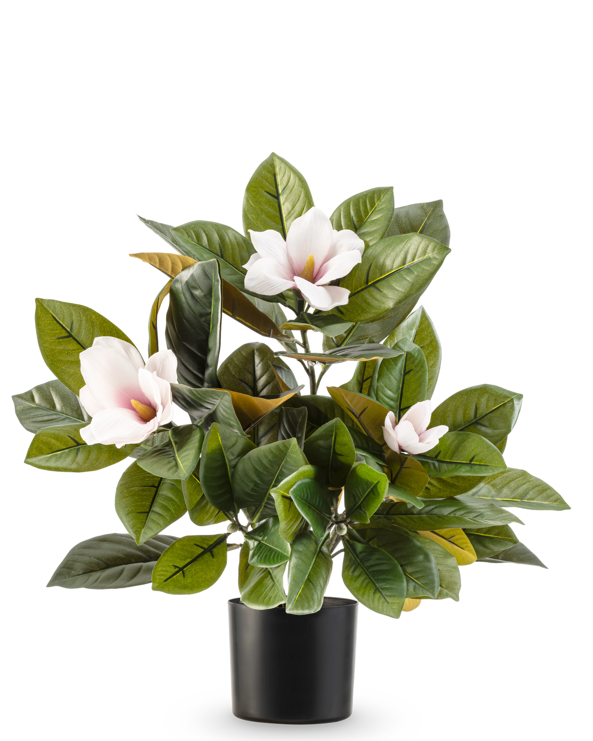 La planta Magnolia Artificial en maceta de 46 cm es una planta de fácil cuidado con grandes hojas de color verde brillante y tres flores de color rosa claro con un corazón amarillo, en una sencilla maceta negra sobre fondo blanco.